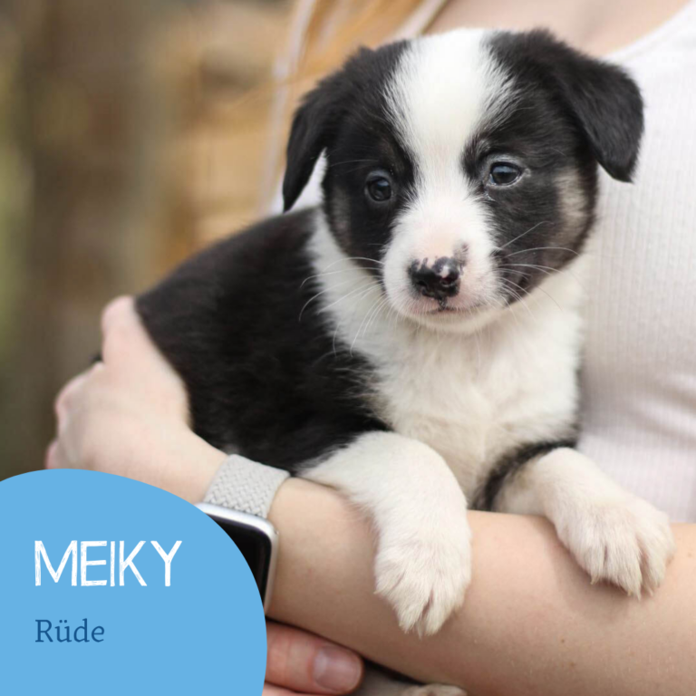 Read more about the article Meiky