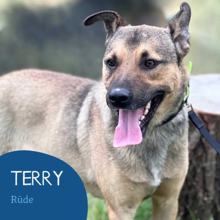 Read more about the article Terry