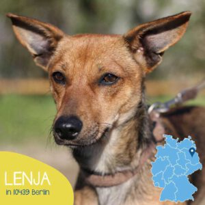 Read more about the article LENJA