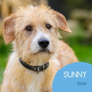 Read more about the article Sunny