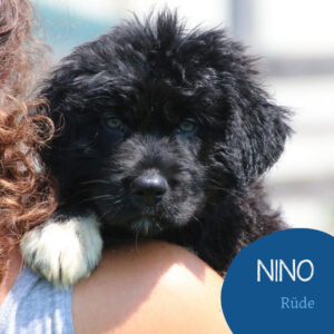 Mehr über den Artikel erfahren NINO