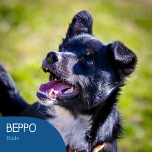 Read more about the article Beppo