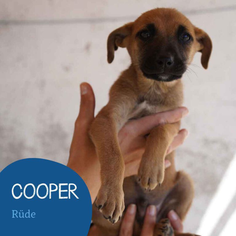 Mehr über den Artikel erfahren Cooper