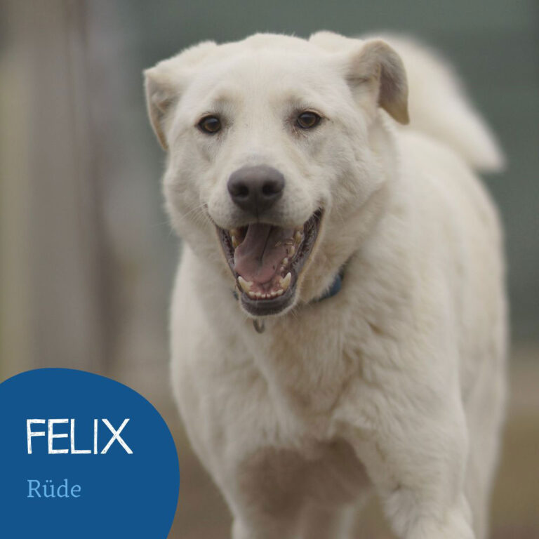 Mehr über den Artikel erfahren FELIX