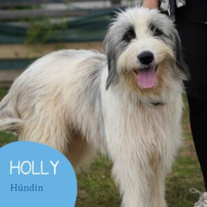 Mehr über den Artikel erfahren Holly