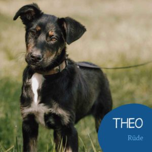 Mehr über den Artikel erfahren Theo