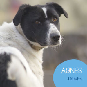 Mehr über den Artikel erfahren AGNES