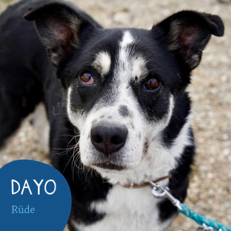 Mehr über den Artikel erfahren DAYO