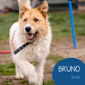 Mehr über den Artikel erfahren BRUNO