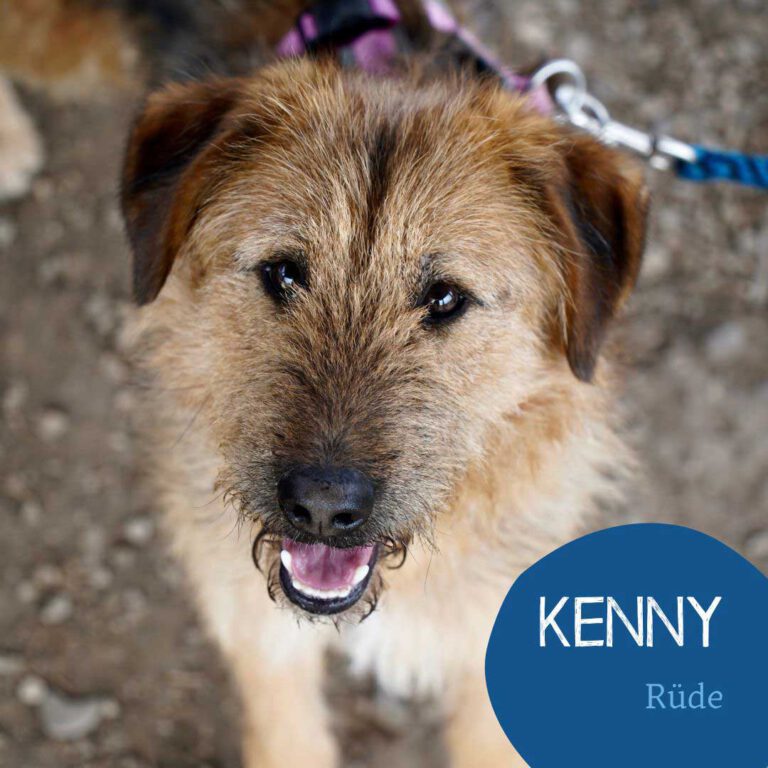 Mehr über den Artikel erfahren KENNY