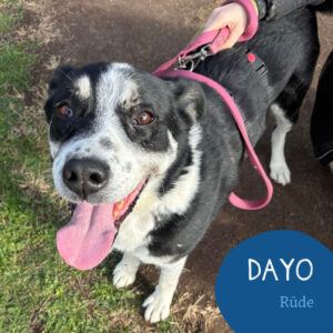 Mehr über den Artikel erfahren DAYO