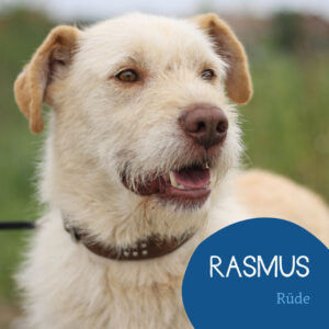 Mehr über den Artikel erfahren RASMUS