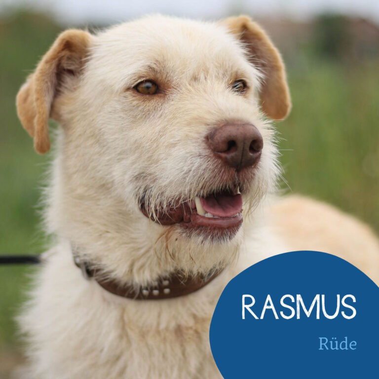 Mehr über den Artikel erfahren RASMUS