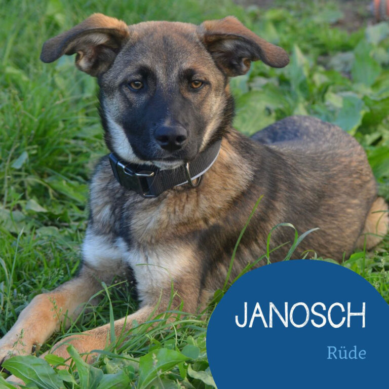 Mehr über den Artikel erfahren JANOSCH