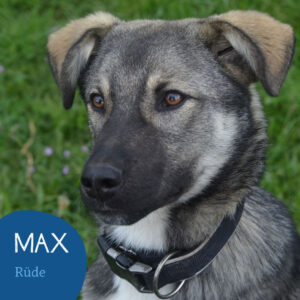 Mehr über den Artikel erfahren MAX