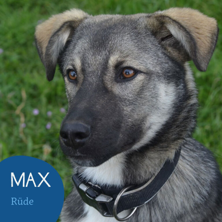 Mehr über den Artikel erfahren MAX