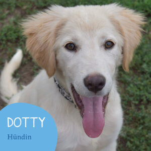 Mehr über den Artikel erfahren DOTTY