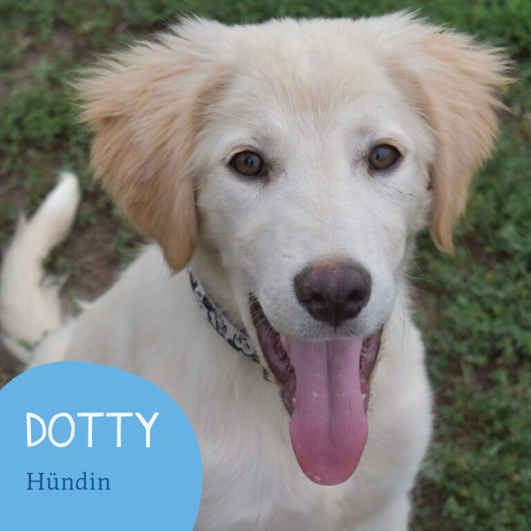 Mehr über den Artikel erfahren DOTTY