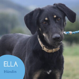 Mehr über den Artikel erfahren ELLA