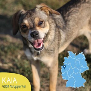 Mehr über den Artikel erfahren KAIA