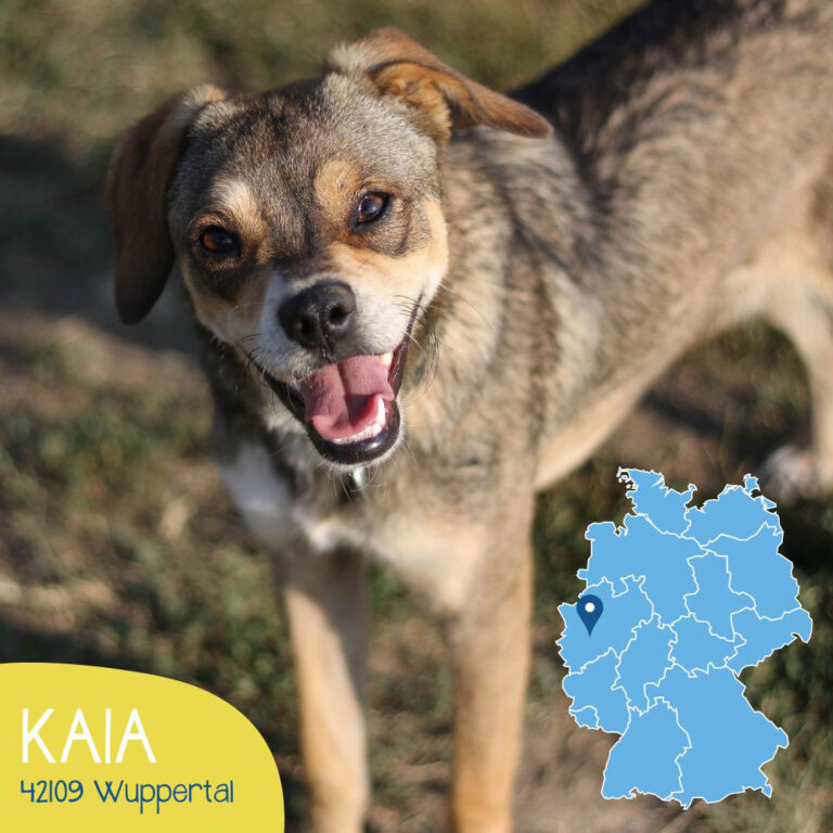 Mehr über den Artikel erfahren KAIA