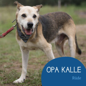 Mehr über den Artikel erfahren OPA Kalle