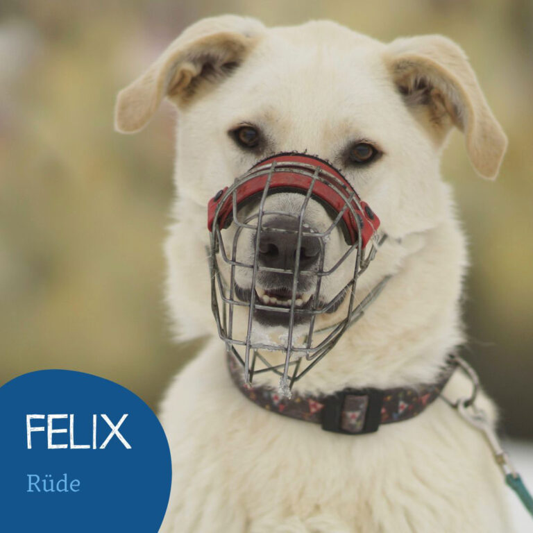 Mehr über den Artikel erfahren FELIX