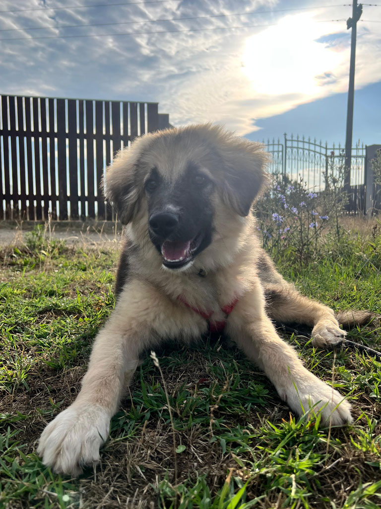 03_nala_g