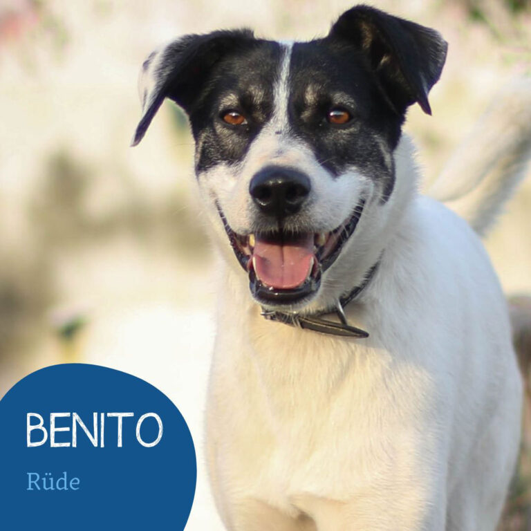 Mehr über den Artikel erfahren BENITO