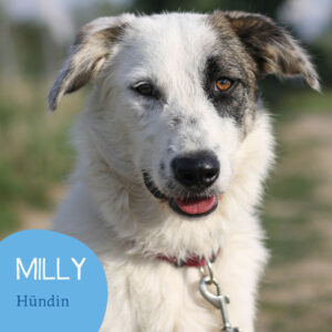 Mehr über den Artikel erfahren MILLY