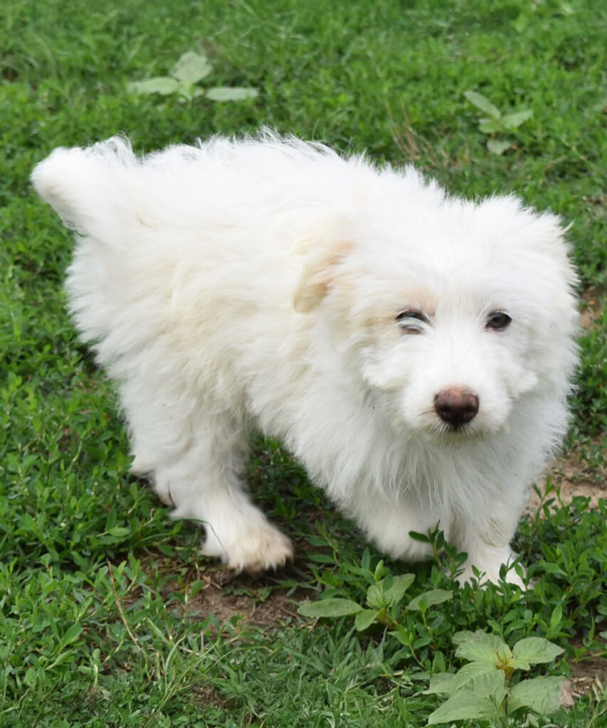 02_fluffy_gal2