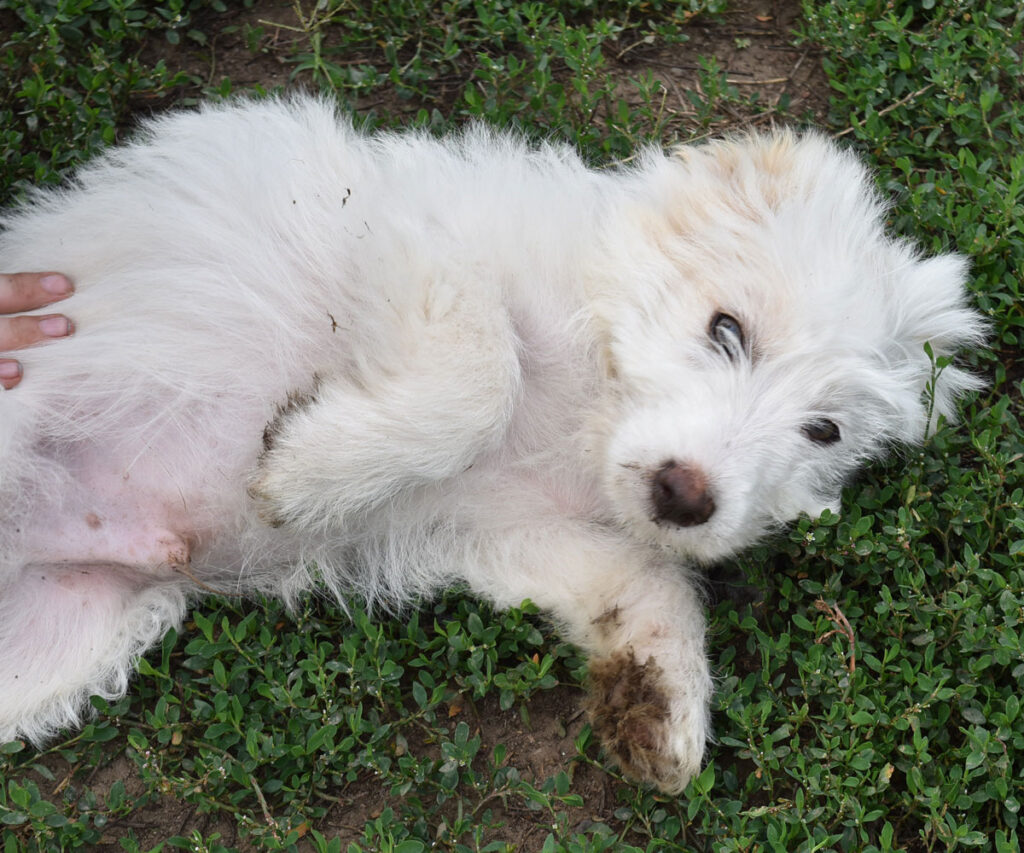 04_fluffy_gal_q