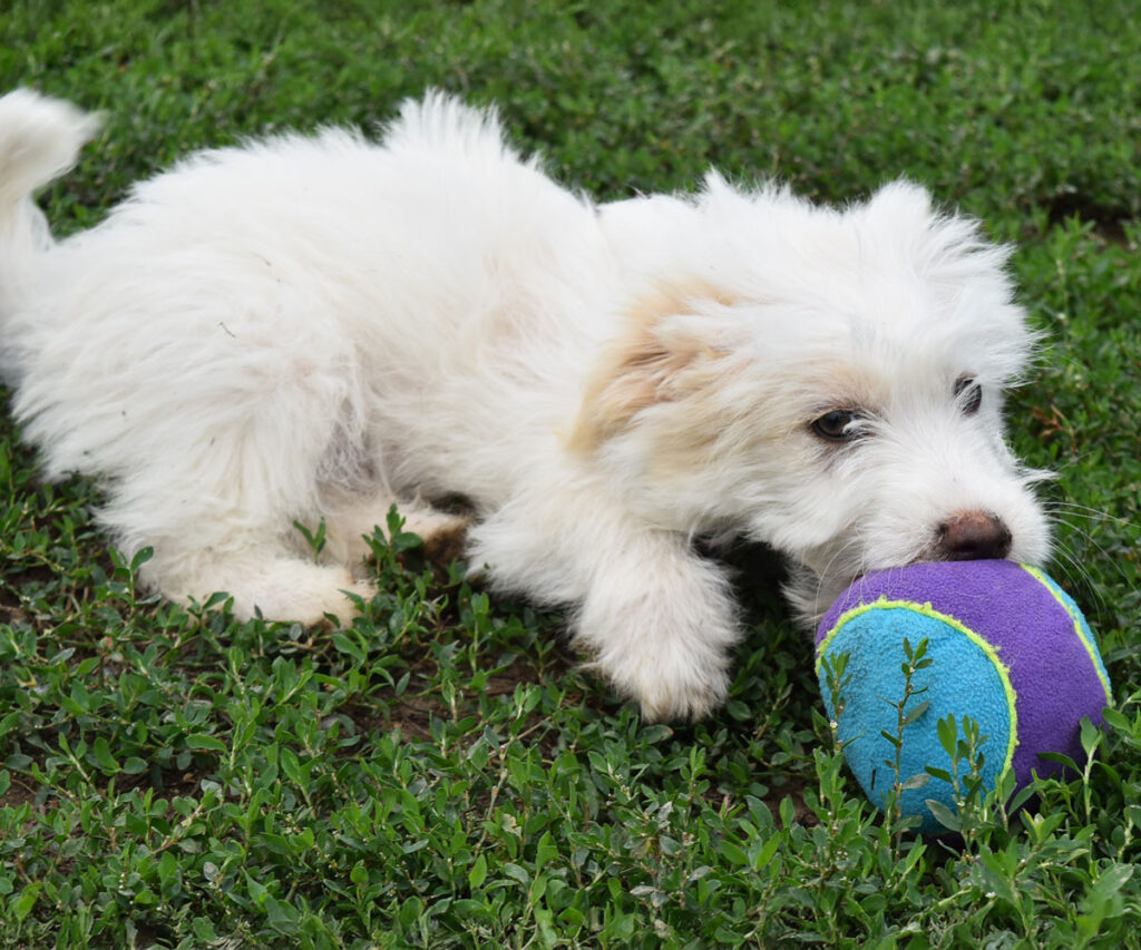 04_fluffy_gal_q2