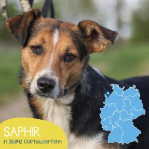 Mehr über den Artikel erfahren Saphir