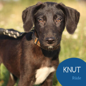 Mehr über den Artikel erfahren KNUT