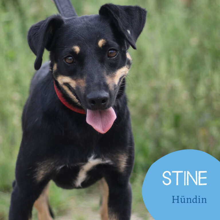 Mehr über den Artikel erfahren STINE