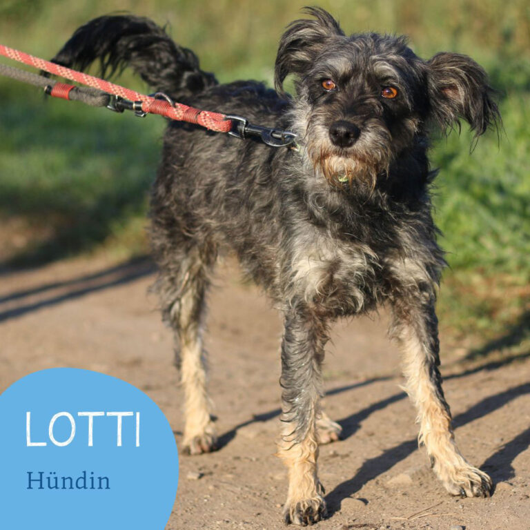 Mehr über den Artikel erfahren LOTTI