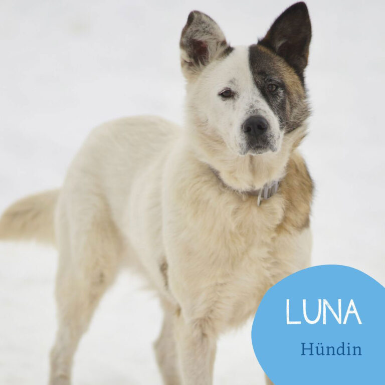 Mehr über den Artikel erfahren LUNA