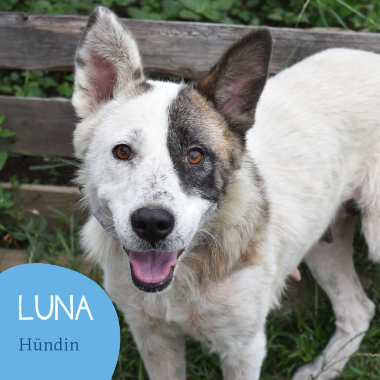 Mehr über den Artikel erfahren LUNA
