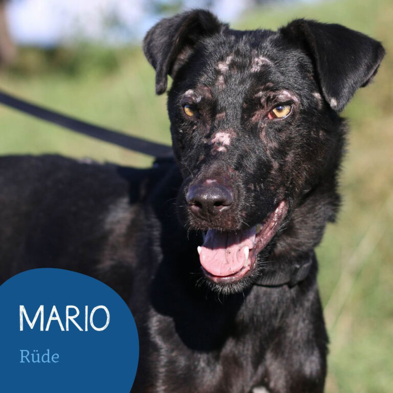 Mehr über den Artikel erfahren MARIO