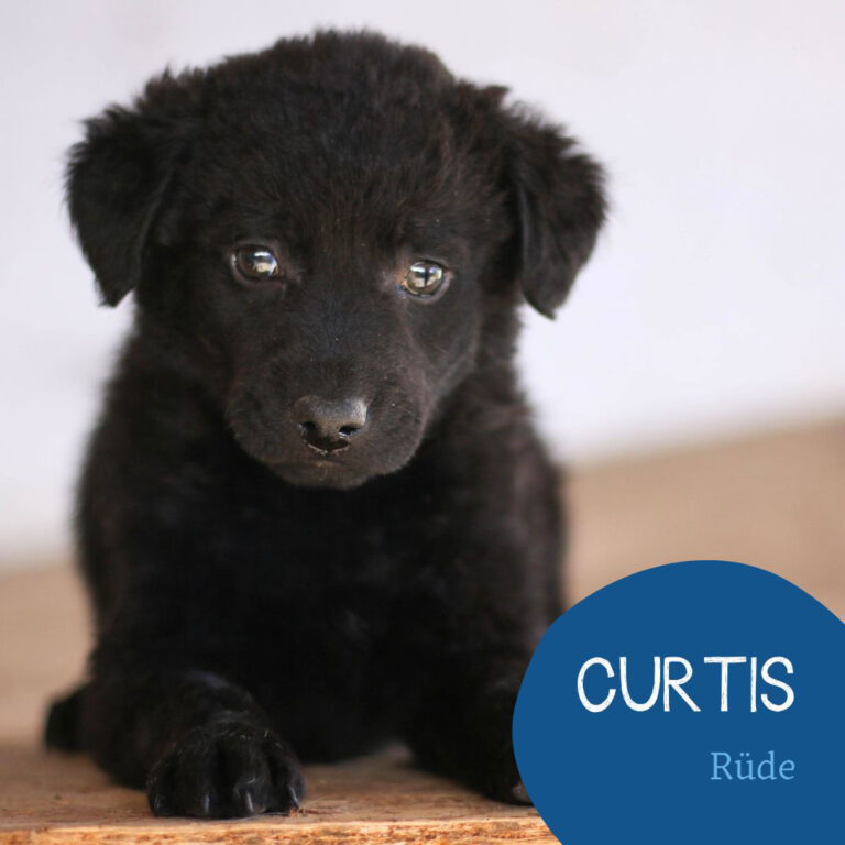 Mehr über den Artikel erfahren CURTIS