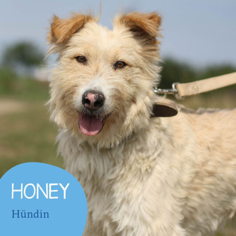 Mehr über den Artikel erfahren HONEY