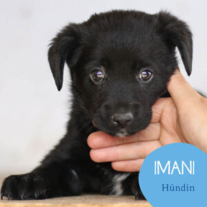 Mehr über den Artikel erfahren IMANI