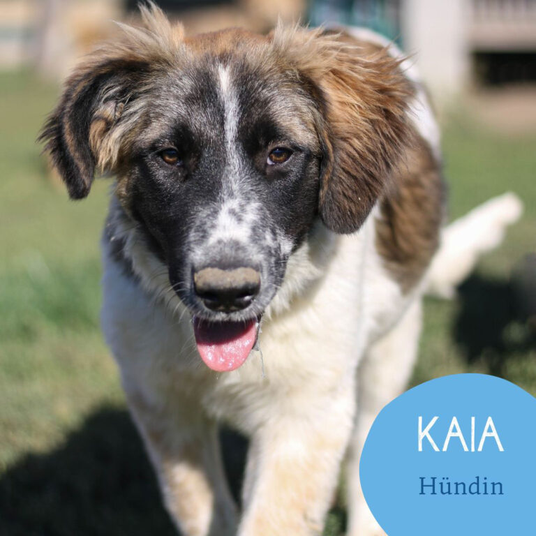 Mehr über den Artikel erfahren KAIA