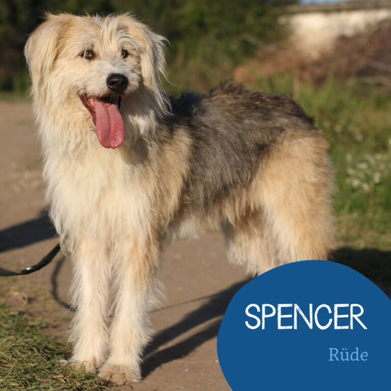 Mehr über den Artikel erfahren SPENCER