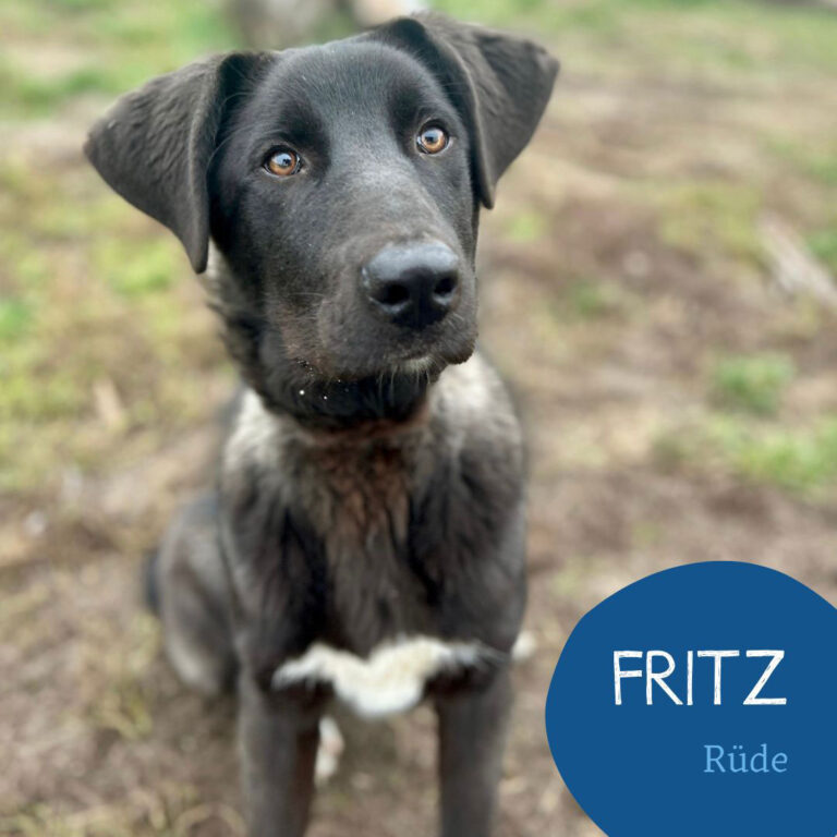 Mehr über den Artikel erfahren FRITZ