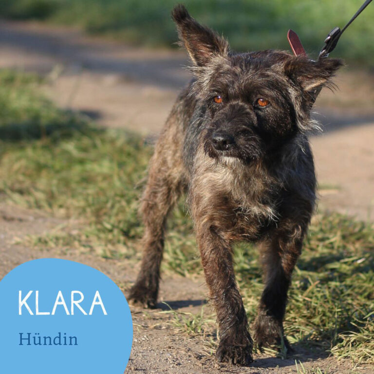 Mehr über den Artikel erfahren KLARA