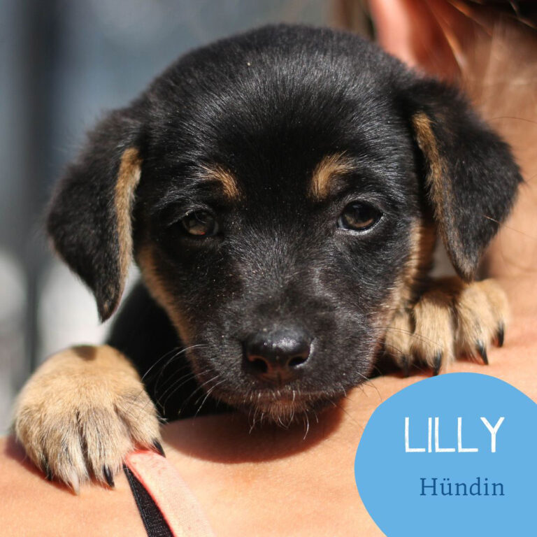 Mehr über den Artikel erfahren LILLY