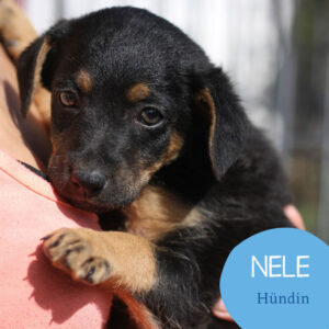 Mehr über den Artikel erfahren NELE