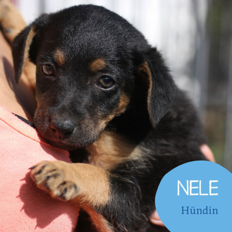 Mehr über den Artikel erfahren NELE